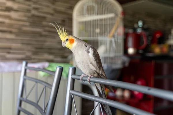 Grijs-gele papegaai zit op een stoel bij de kooi thuis — Stockfoto