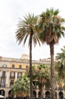 Barcelona 'da balkonlu ve palmiye ağaçlı bir apartman dairesi.