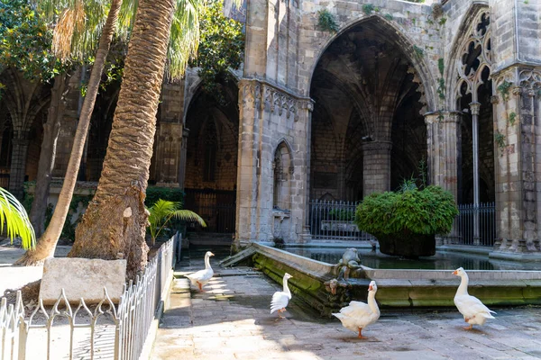Csoport fehér libák középkori történelmi udvarán templom Barcelonában — Stock Fotó