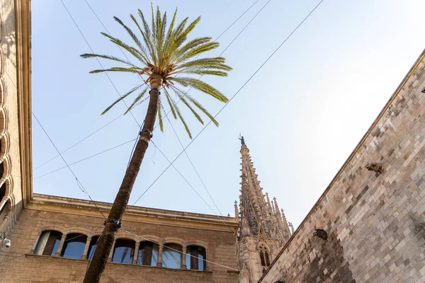 Gamla vita spanska hus eller katolska kyrkan med palm i Barcelona — Stockfoto