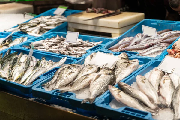 Barcelona 'daki balık pazarında buzdaki farklı taze balıklar.