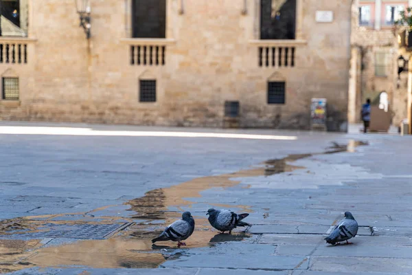Three pigeons on a wet narrow street with old historic houses in Barcelona — Stock Image Three pigeons on a wet narrow street with old historic houses in Barcelona Royalty Free Stock Photos
