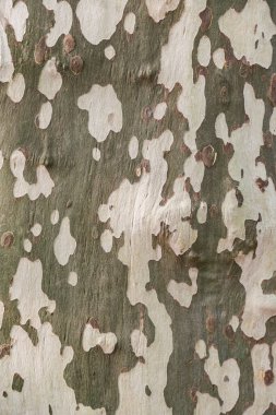 Bir çınar ağacının kabuğuna yakından bak.