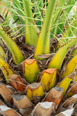 Renkli palmiye ağaçlarındaki kesik palmiye yapraklarını kapat