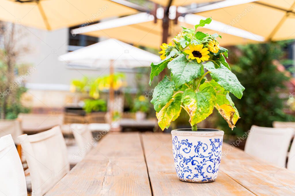 Sunflower growing in white pot with a blue painted pattern on wooden empty table