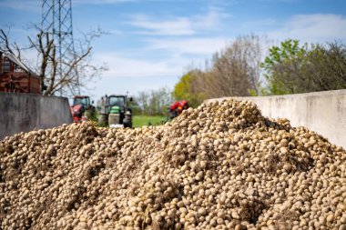 İşlenmemiş taze toplanmış pek çok patates yığını konteynırda yatıyor.
