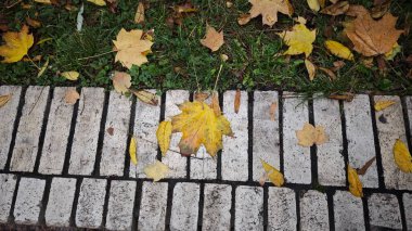 Sonbaharda yeşil çimenlerin üzerinde düşmüş sarı yapraklar ve tuğla kaldırım. Görüntü mevsimsel değişimi ve doğa döngüsünün güzelliğini simgeliyor.
