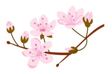 Beyaz arka planda pembe kiraz çiçekleri ve tomurcukları olan el yapımı sakura dalı. Bu illüstrasyon ilkbahar çiçeklerini temsil ediyor Japon doğası ve yenilenme mevsimsel konsepti
