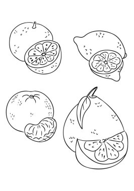 Turuncu ve limon da dahil olmak üzere el çizimi turunçgil meyveleri çizimi çizimi ve ana hatlarıyla dilimlenmiş. Görüntü sağlıklı besinleri, tazeliği ve besinleri temsil ediyor.