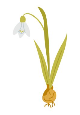 Beyaz arka planda soğan, kökler ve yeşil yapraklı el çizimi kar taneleri. İllüstrasyon ilkbahar başı, yenilenme ve umut kavramını temsil ediyor