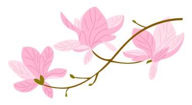 Beyaz arka planda yumuşak pastel renklerde izole edilmiş eğimli bir dalda pembe manolya çiçekleri. İllüstrasyon bahar güzelliğini, doğa zarafetini ve çiçek uyumu temsil ediyor.