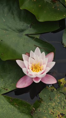 Pembe nilüfer çiçeği, doğal bir gölette yeşil yapraklarla çevrili durgun suda çiçek açıyor. Görüntü saflığı, huzuru, dengeyi ve doğa ile barışçıl uyumu temsil ediyor.