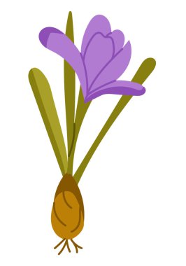 Beyaz arka planda soğan ve yeşil yapraklı el çizimi krokus çiçeği. Bu resim bahar yenileme konseptini ve erken açan doğa sembolünü temsil ediyor.