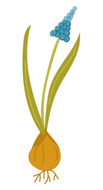 Mavi çiçekli bahar çiçeği illüstrasyonu ve temiz el çizimi tarzında beyaz arka planda izole edilmiş yeşil yapraklar. Bu görüntü büyümeyi, yenilenmeyi ve doğal yaşam döngüsünü temsil eder.