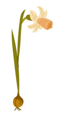 Ampul ve yeşil yapraklı el yapımı nergis çiçeği beyaz arka planda izole edilmiş. Bahar bitkisi büyümesi, doğa ve bahçecilik kavramının vektör botanik çizimi.