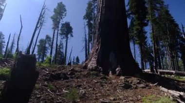Kaliforniya, ABD 'deki Archioia Ulusal Parkı' ndaki sekoya ağaçları