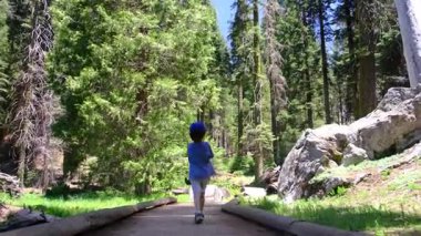 Mariposa Grove, Yosemite Ulusal Parkı 'ndaki dev sekoya ormanında genç bir çocuk ulusal sekoya ormanını keşfediyor.