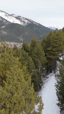 Dağ ormanı kış manzarası, karlı yemyeşil ağaçlar, dağ manzarası, kardaki çam ağacı yamacı..