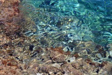 Gerona deniz kestanesi