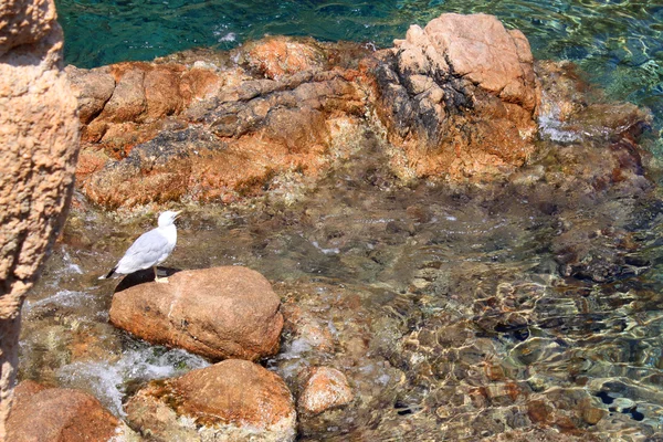 Gerona Beach'de bir taş üzerinde martı