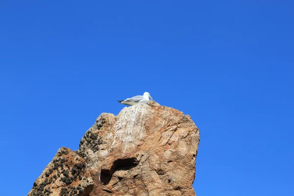 açık bir günde bir kaya üzerinde martı