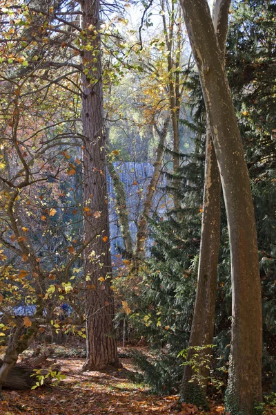 Bos met een waterval — Stockfoto