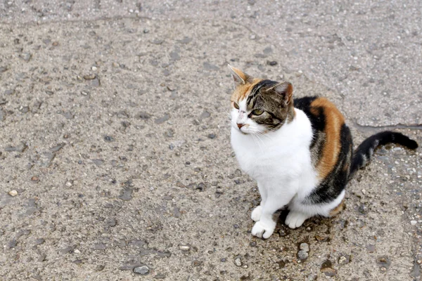 kedi oturup bir şeyler arıyorum