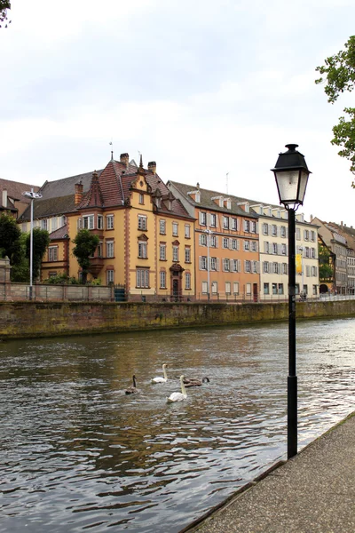 Kuğu ile Strasbourg hasta Nehri