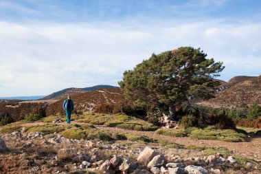 meşe ağacı ve bir dağcı