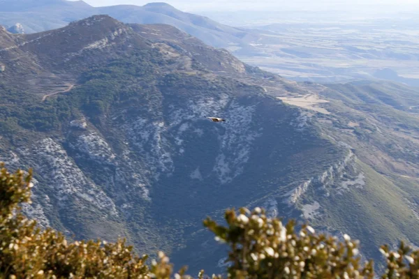 Abutre voando sobre as montanhas em Huesca, Espanha — Fotografia de Stock