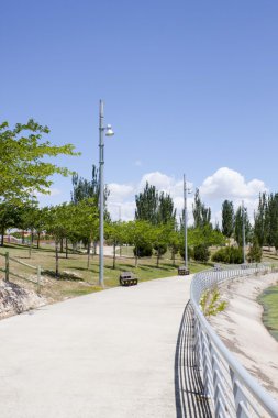 Acacias ve siyah kavak yaz parkında Zaragoza, İspanya