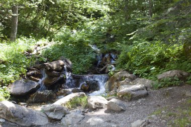 şelale taşlar ve orman ağaçlarının yeşil yaprakları arasında