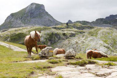 Atları dağ Ayous göllerde, Pyrenees, Fransa