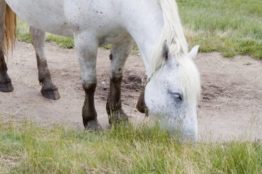 White horse dağ Ayous göllerde, Pyrenees, Fransa otlatma