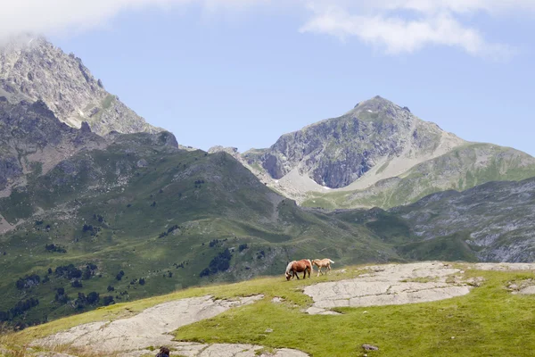 Bir at ve bir tayı dağ Ayous göllerde, Pyrenees, Fransa