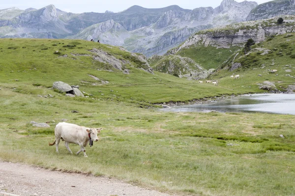 Vaca blanca en la montaña en Ayous Lakes, Pirineos, Francia — Foto de Stock