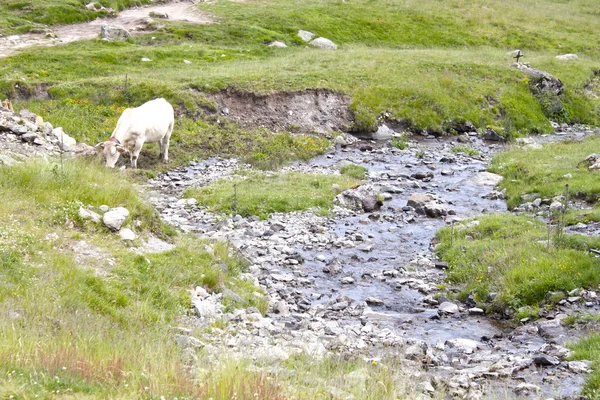 Beyaz inek alan ile yaz aylarında bir dere otlatma dolu yeşil çimen