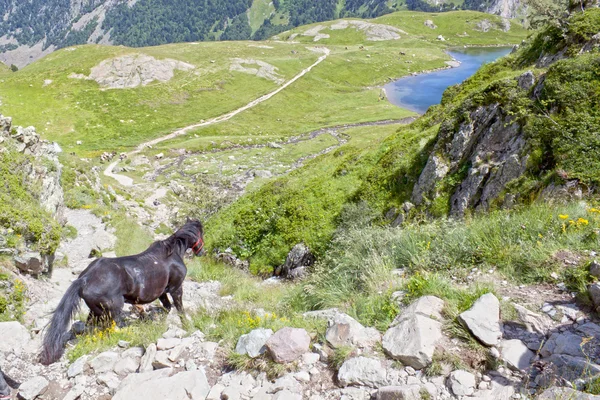 Caballo negro bajando de una montaña a un lago en Francia — Foto de Stock