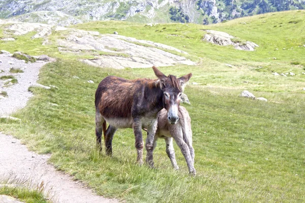 Yaz aylarında dağ onun annesi ile genç eşek