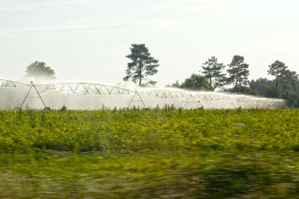 Yağmurlama Sulama bir yetiştirme
