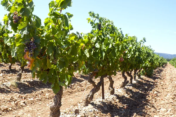 sıra üzüm üzüm Ağustos ayında Fransa ile bağları