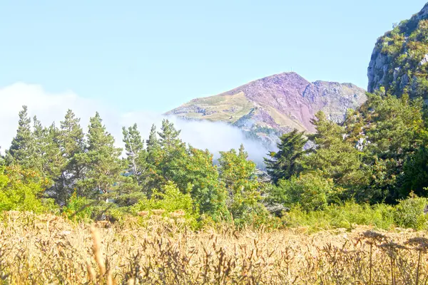 Niebla en medio de las montañas rodeadas de árboles — Foto de Stock