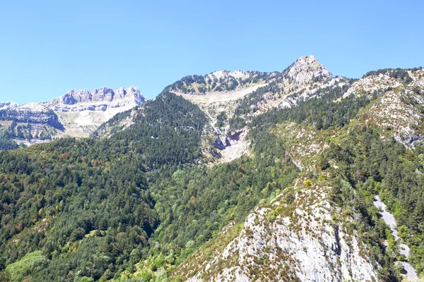 Pijnbomen in een bergketen in de Pyreneeën, Spanje — Stockfoto