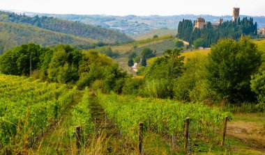 Tuscan tepelerde bir üzüm bağı. Arka planda bir ortaçağ köyü