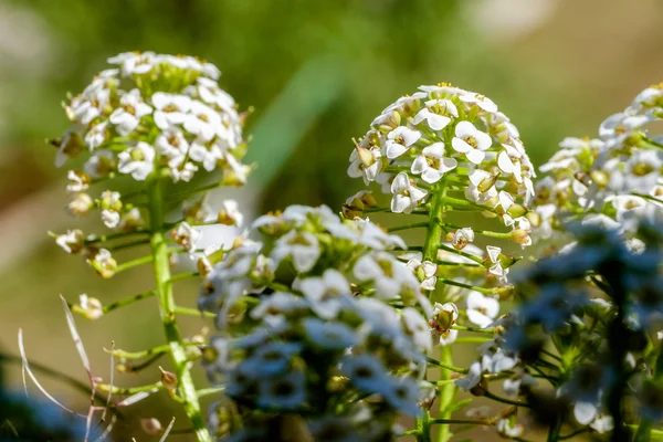 Mały kwiat: Lobularia maritima — Zdjęcie stockowe