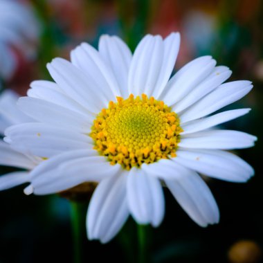 Leucanthemum vulgare marguerite