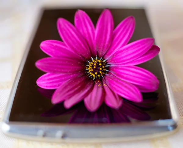 bir akıllı telefon üzerinde mor çiçek