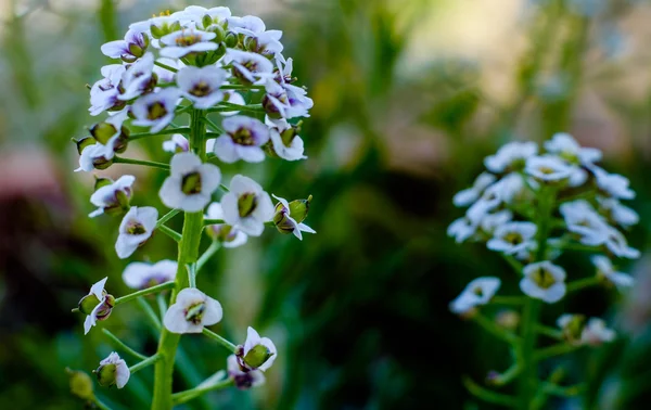 Beyaz Lobularia maritima