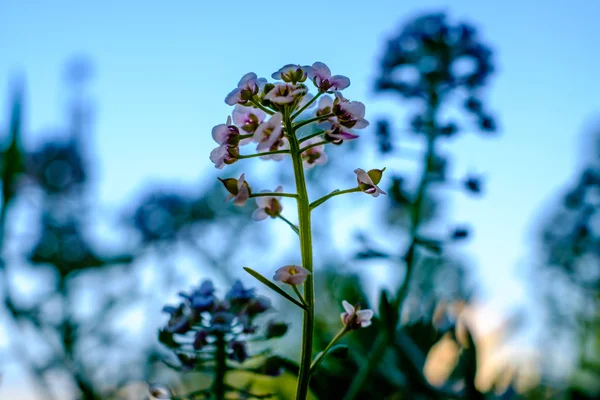 Pembe Lobularia maritima