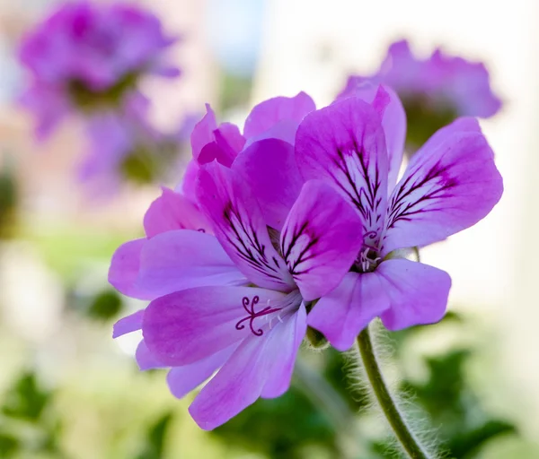 Pelargonium graveolens geranio Fotos de stock libres de derechos